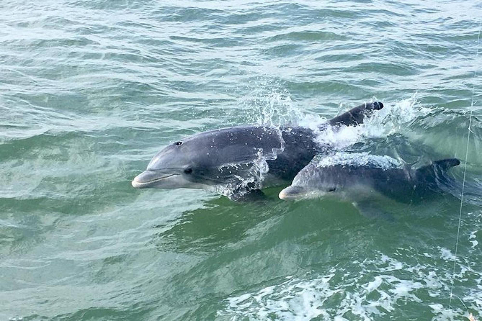 South Padre Stayz サウス・パドリー・アイランド エクステリア 写真